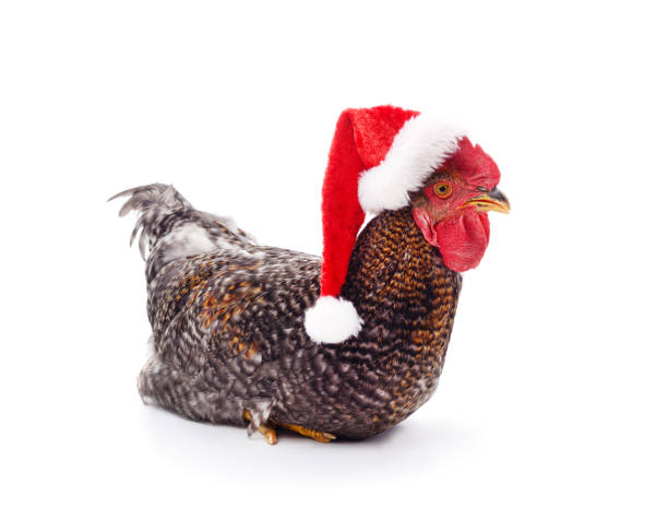 istock Chicken in a christmas hat. 1746948929