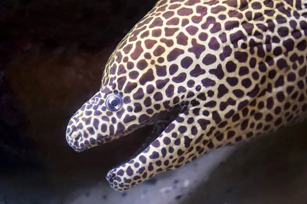 Photo of Honeycomb moray eel