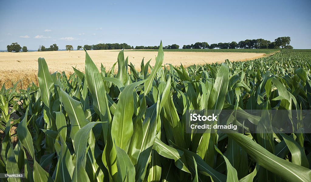 Corn and Wheat Partially grown corn with a ripe wheat field in the background.I invite you to view some of my other agricultural Images: Agricultural Field Stock Photo