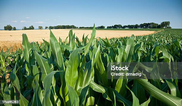 Corn And Wheat Stock Photo - Download Image Now - Agricultural Field, Agriculture, Blue