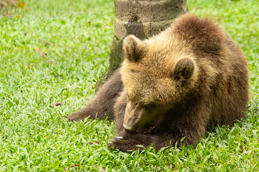 bear lying on the grass resting and licking its paws