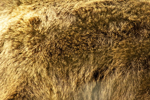 Brown bear fur texture soft fur and bearskin rug