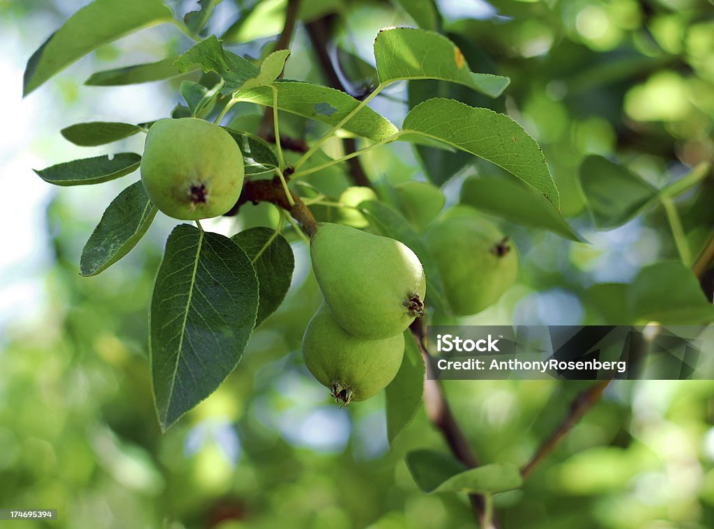 Pear Tree Close up of pears growing on a pear tree in a backyard garden with copy space.Gardening Lightbox Close-up Stock Photo