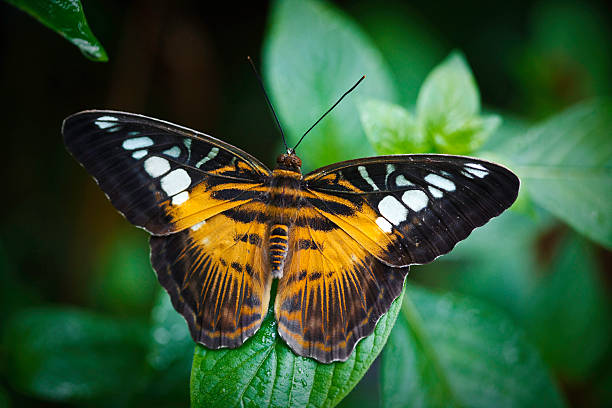 clipper butterfly Clipper Butterfly, Parthenos Sylvia) sitting on a leaf bw01 stock pictures, royalty-free photos & images