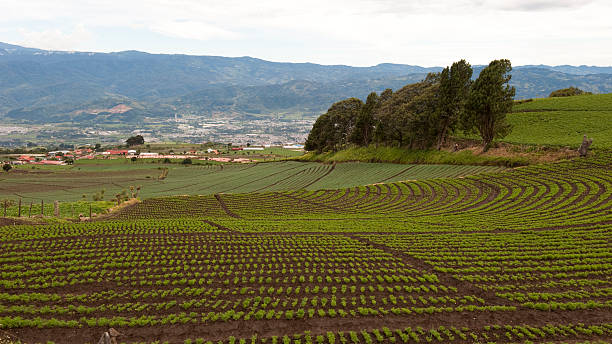 istock Costa Rican Farmland 174695474