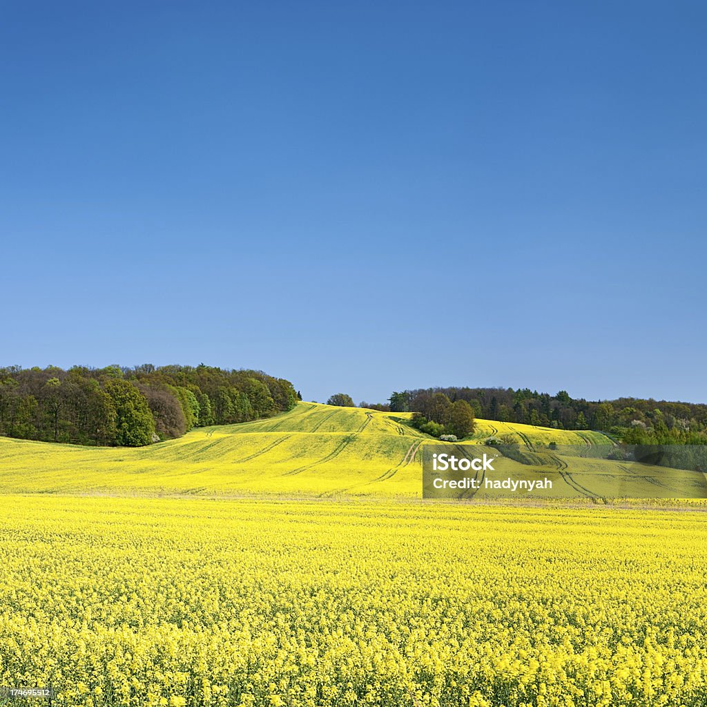 Cuadrado paisaje de primavera 32MPix XXXL de colza, cielo azul - Foto de stock de Agricultura libre de derechos