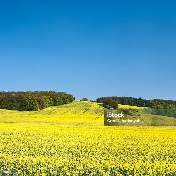 Cuadrado Paisaje De Primavera 32mpix Xxxl De Colza Cielo Azul Foto de stock y más banco de imágenes de Agricultura