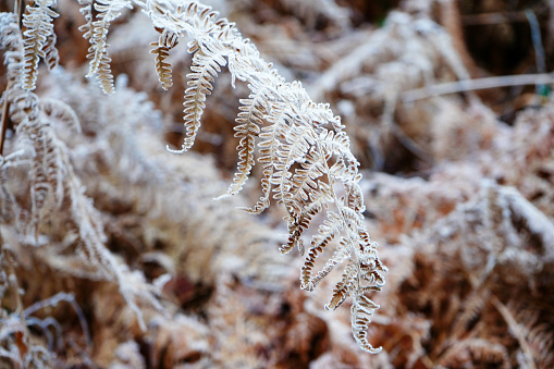 Close up of frost and ice on brown bracken