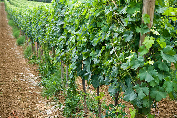 istock vineyard in Tuscany 174695760