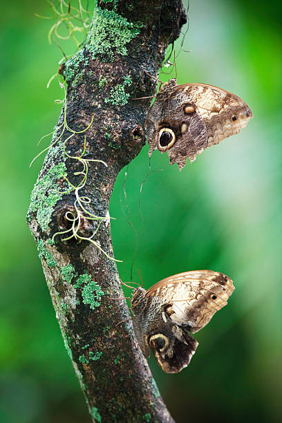 owl butterflies two owl butterflies seating on an old bark bw01 stock pictures, royalty-free photos & images