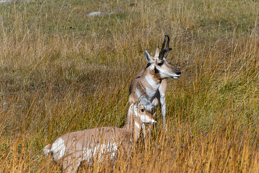 Pronghorn in Yellowstone National Park in Autumn
