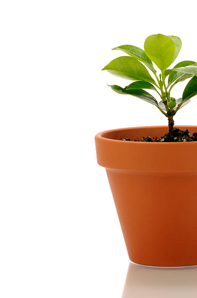 istock Plant in the pot 174696320