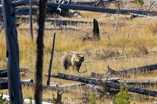 Grizzly Bear and Cubs n Yellowstone in autumn