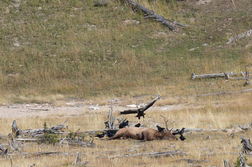 elk carcass with eagles foraging