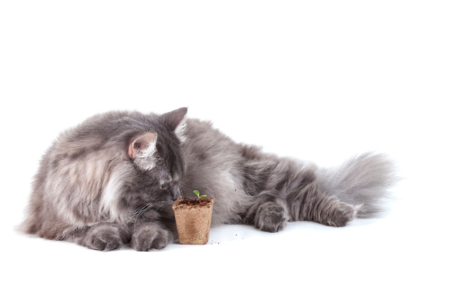A gray Siberian cat guards a baby plant.  Image is isolated on a white background.