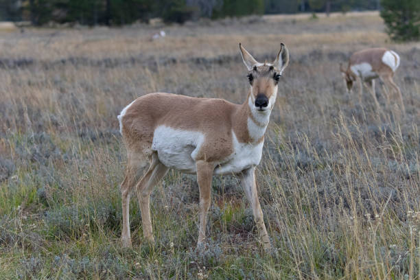 Pronghorn in Yellowstone stock photo