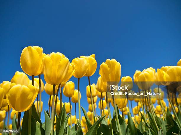 Желтые Тюльпаны — стоковые фотографии и другие картинки Небо - Небо, Тюльпан, Синий