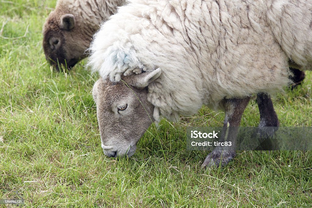 Welsh hillside ovinos detalhe pastando - Foto de stock de Agricultura royalty-free