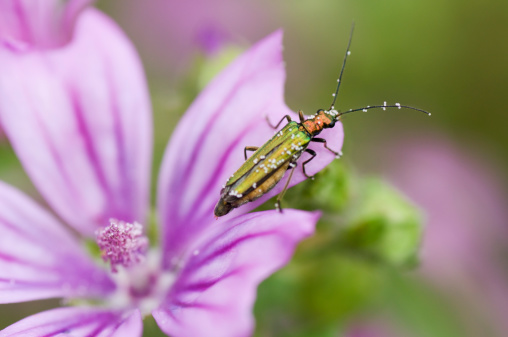 Colorful natural closeup on the brilliant red Anastrangalia reyi, longhorn beetle on a white flower in the field