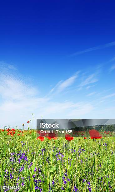 Rosso Poppies Sul Prato Cielo Blu E Nuvole Bianche - Fotografie stock e altre immagini di Ambientazione esterna