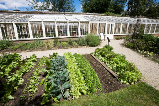 Greenhouse and Vegetable Plot