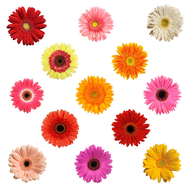 istock Gerberas collection [XXXL] 174697265