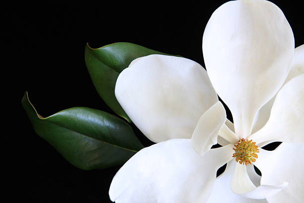 flor de magnolia blanco - magnolia southern usa white flower fotografías e imágenes de stock