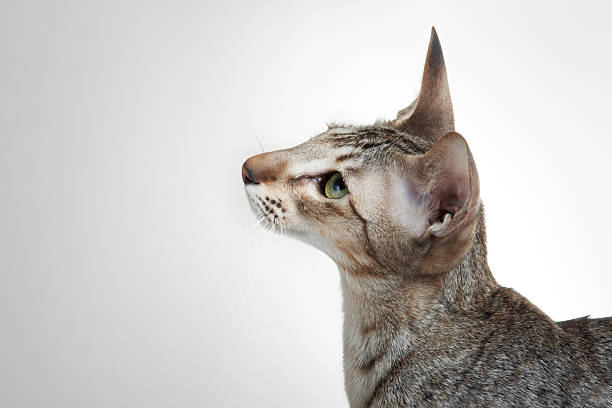 istock Oriental shorthair cat 174697333