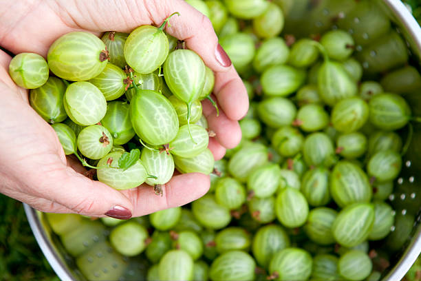 Gooseberry Harvest stock photo