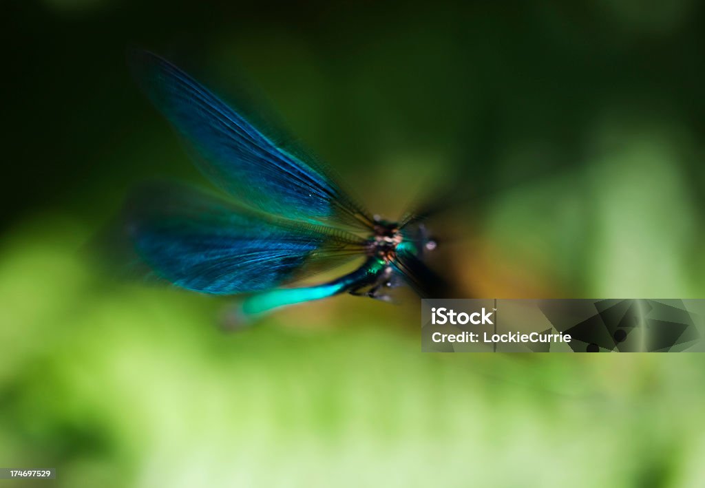 Libelle im Flug - Lizenzfrei Blau Stock-Foto