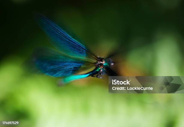 Libelle Im Flug Stockfoto und mehr Bilder von Blau - Blau, Bunt - Farbton, Fliegen