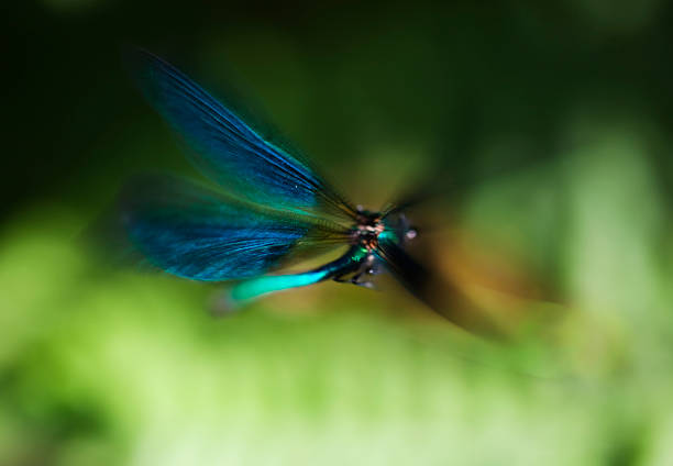 istock Close-up of blurred blue-winged dragonfly flying over greens 174697529