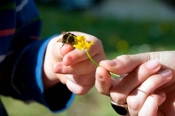 A 4 year old boy inspects a bumblebee with his Mum/teacher.