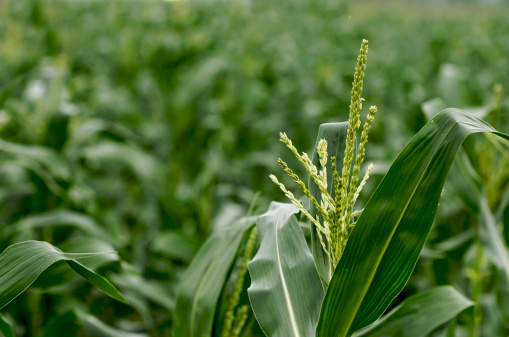 jowar grain or sorghum crop farm over blue sky background.