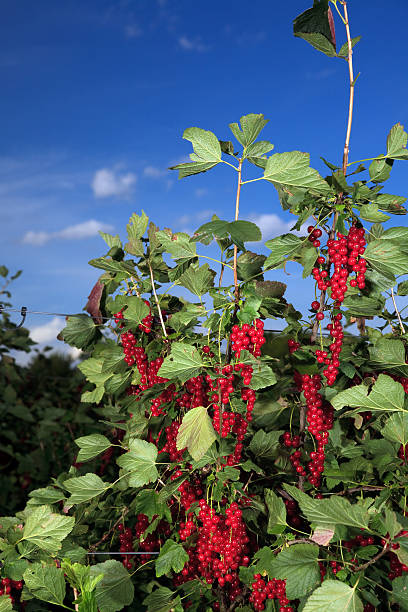 red currant stock photo