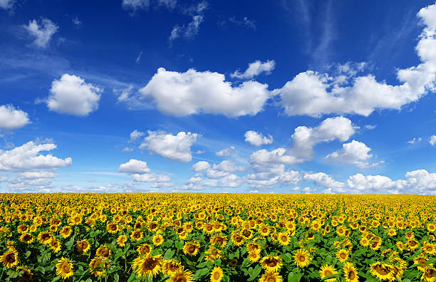 Sunflowers field, the blue sky and white clouds stock photo