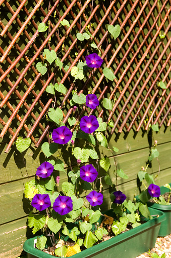 Purple Morning Glory climbing a garden trellis.