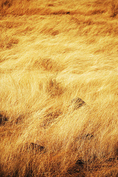 A savana africana. - foto de acervo