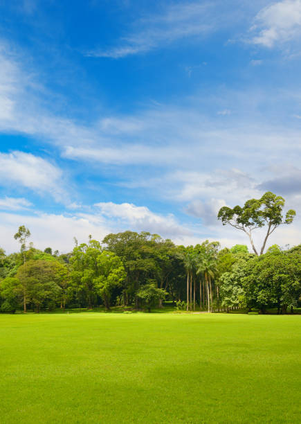 istock Beautiful large park with green lawn covered with grass. 1746983580