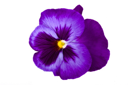 Viola plant violet flower in blossom arrangement isolated with copy space