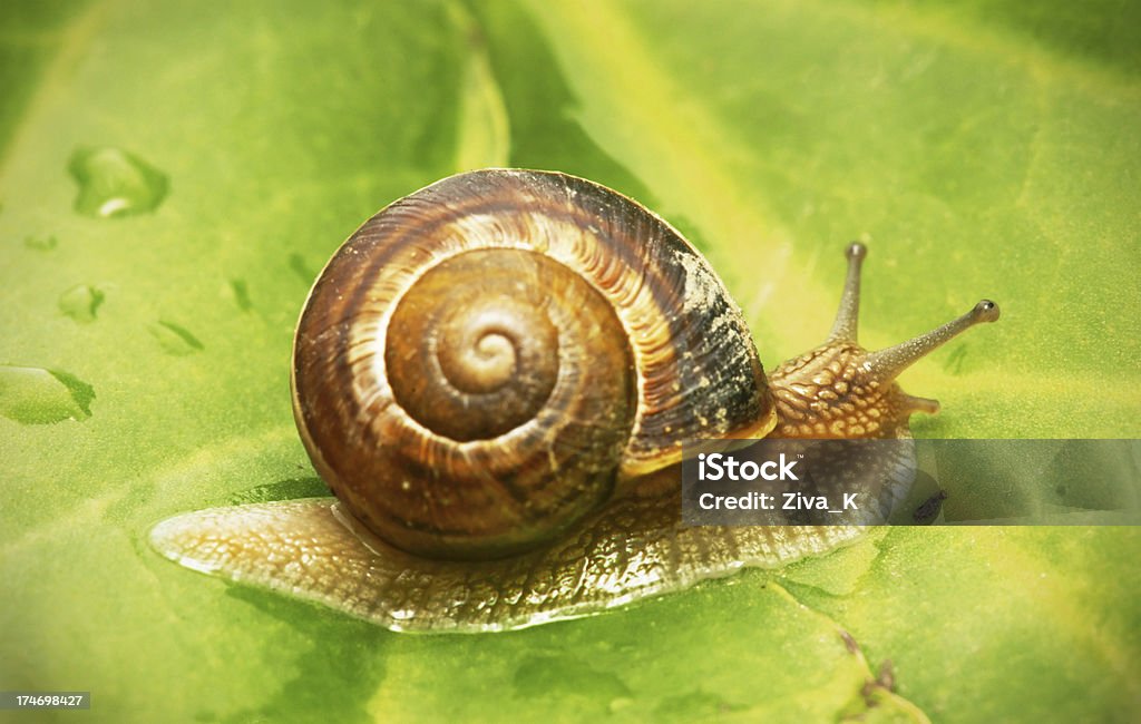 Caracol - Foto de stock de Animal libre de derechos