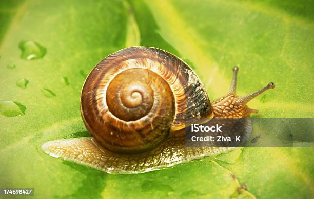 Caracol Foto de stock y más banco de imágenes de Animal - Animal, Antena - Parte del cuerpo animal, Caracol