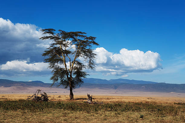 Paisagem africana - foto de acervo