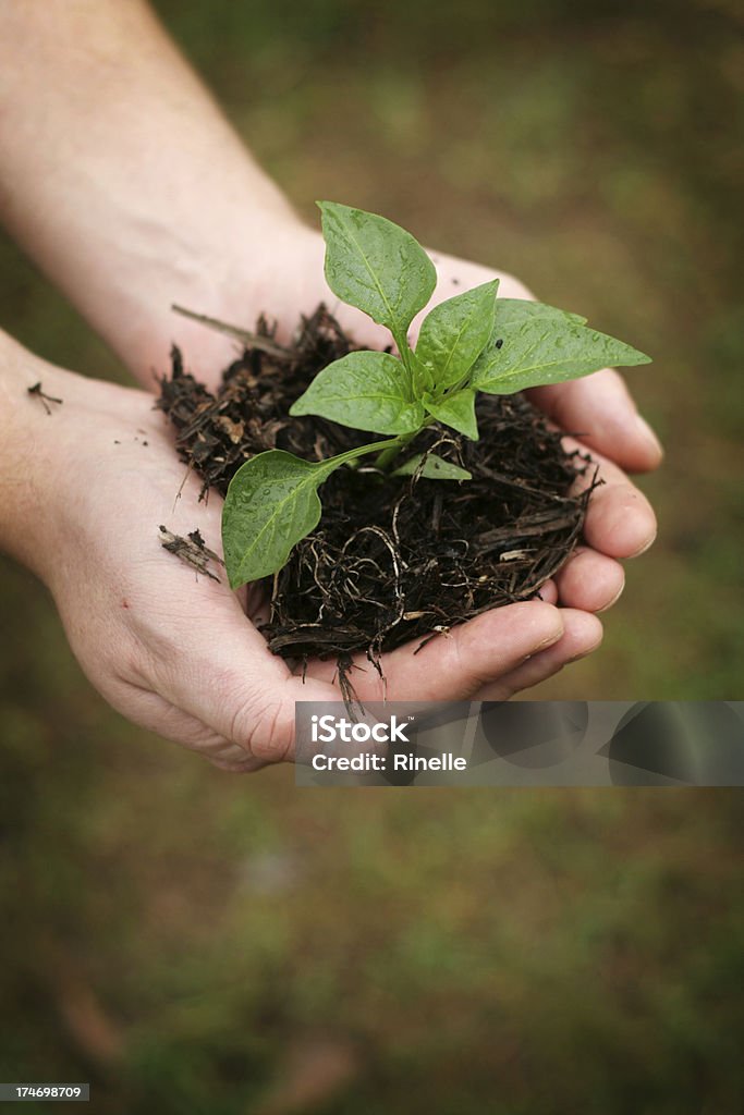 Holding New Life A small plant in a man's hands. Agriculture Stock Photo