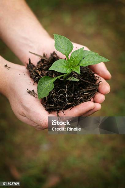 Holding New Life Stock Photo - Download Image Now - Agriculture, Beginnings, Care