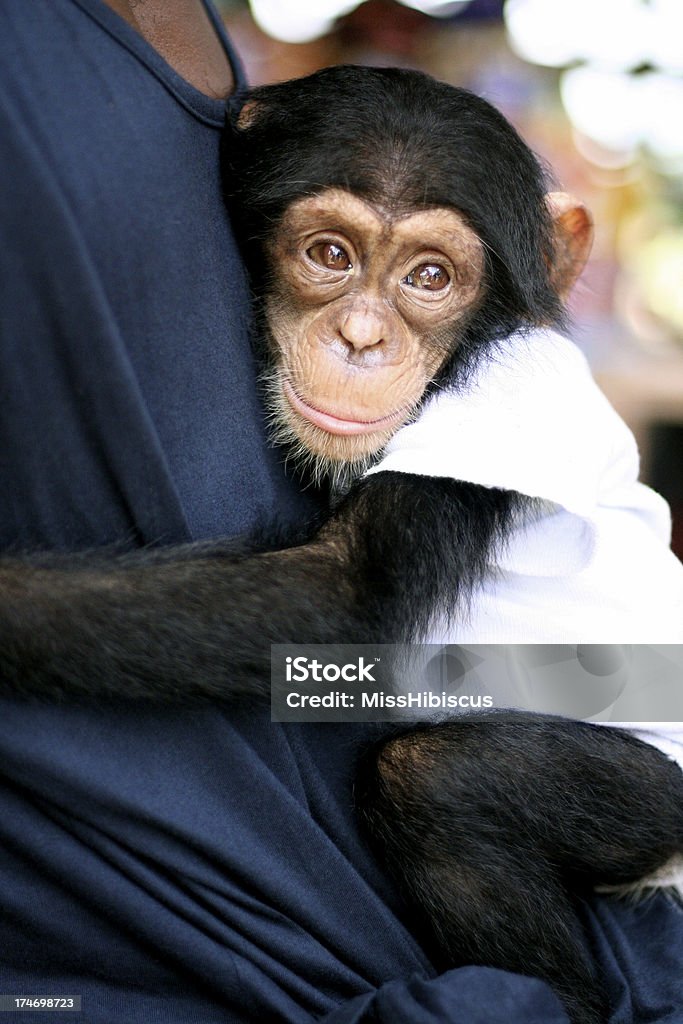 Chimpancé en ropa de bebé - Foto de stock de Personas libre de derechos