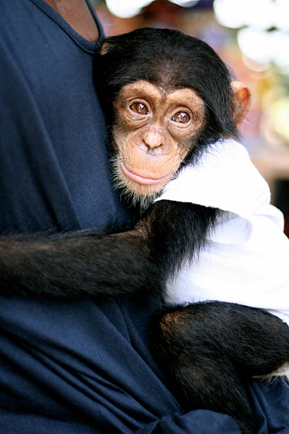 A baby chimpanzee wearing baby clothing and hugging his African owner.