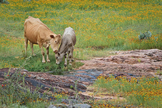 loving cows stock photo