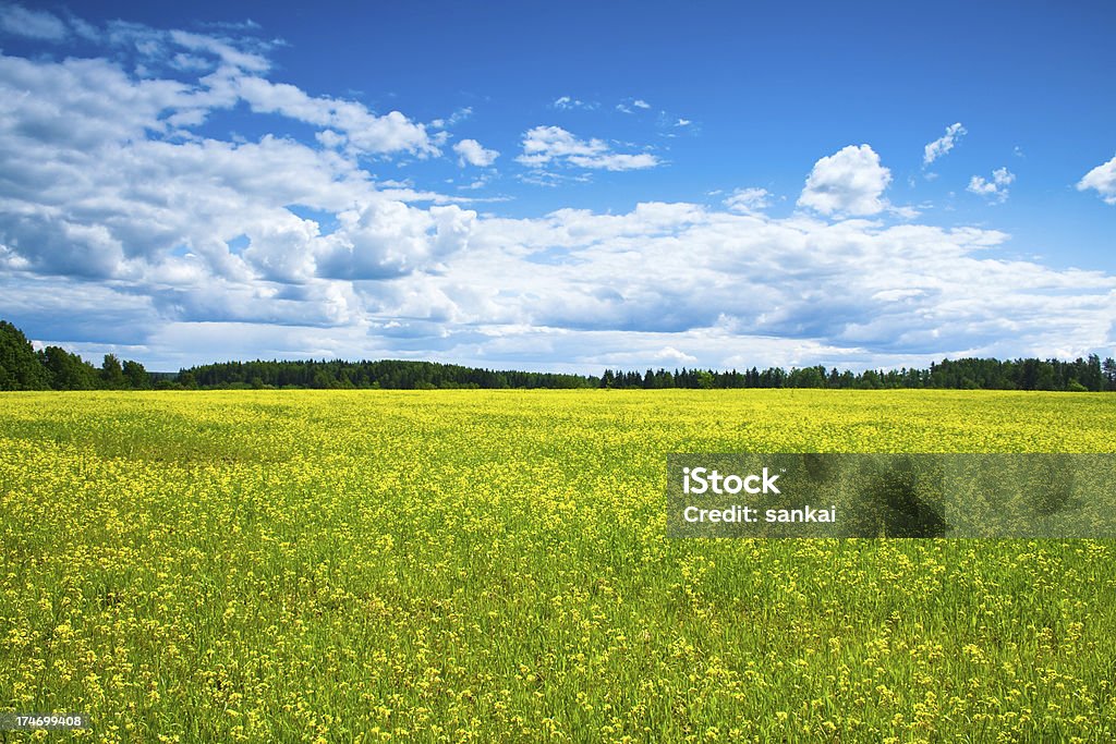 Lago amarillo - Foto de stock de Aire libre libre de derechos