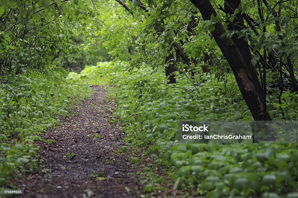 Vía de - Foto de stock de Bosque libre de derechos